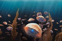 Sứa Bionic sẽ giúp nhân loại khám phá đại dương 