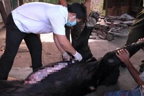 Xác minh nguyên nhân 4 con gấu ngựa nuôi nhốt chết bất thường