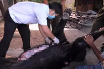 Xác minh nguyên nhân 4 con gấu ngựa nuôi nhốt chết bất thường