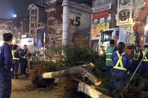 Vì sao Hà Nội bất ngờ nhổ bỏ hàng trăm cây phượng trong đêm?