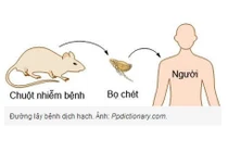 Bọ chét truyền bệnh dịch hạch