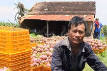 Giá thanh long Bình Thuận chỉ còn 500 đồng/kg vẫn không người mua