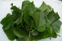 Tóc tốt “như mây” với lá dâu tằm