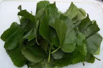 Tóc tốt “như mây” với lá dâu tằm