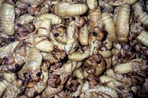 Nguy hiểm tiềm ẩn khi ăn nhộng ve sầu