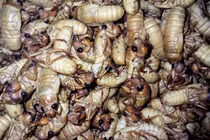 Nguy hiểm tiềm ẩn khi ăn nhộng ve sầu