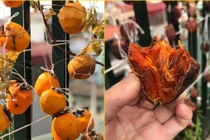 Cảnh giác với hồng sấy giá rẻ