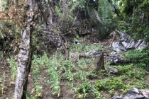 Khu vực trồng cây thuốc phiện trái phép.