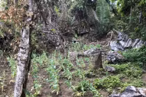 Khu vực trồng cây thuốc phiện trái phép.