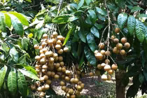 Chế phẩm bảo quản nhãn, ổi