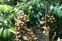 Chế phẩm bảo quản nhãn, ổi