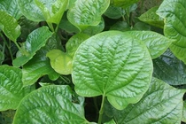 Lá lốt rau gia vị chủ trị cảm cúm, nhức mỏi 