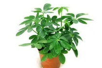  Ngũ da bì chữa viêm da dị ứng