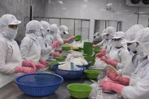 Đóng gói cá ngừ xuất khẩu