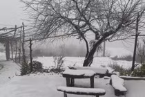 Y Tý trắng tuyết