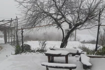 Y Tý trắng tuyết