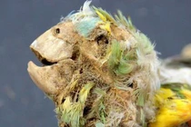 Vụ 27 xác ướp "không phải người" trong sa mạc: Tiết lộ mặt trái đầy đen tối của lịch sử nhân loại