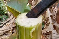 Dùng thân và rễ chuối thanh nhiệt hạ sốt