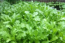 Cải cúc chữa ho, giải cảm