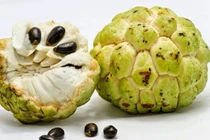 Mãng cầu tươi nửa tháng nhờ chế phẩm sinh học