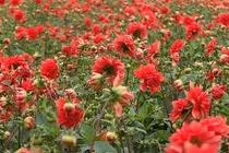 Hoa thược dược nấu thịt chữa đau đầu