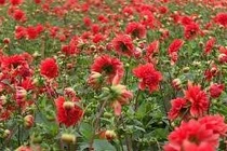 Hoa thược dược nấu thịt chữa đau đầu