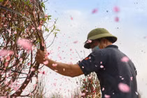 Hàng nghìn gốc đào không thể tiêu thụ, chờ giải cứu ở Chí Linh