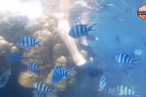 Quang Vinh bị chỉ trích vì ngồi lên san hô ở Phú Quốc