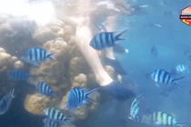 Quang Vinh bị chỉ trích vì ngồi lên san hô ở Phú Quốc