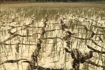 Bắc Bộ thiếu nước, Nam Bộ bị xâm nhập mặn nghiêm trọng