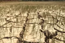 Bắc Bộ thiếu nước, Nam Bộ bị xâm nhập mặn nghiêm trọng