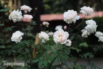 Vườn hồng cổ khoe sắc ở Hoàng Thành Thăng Long