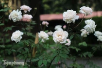 Vườn hồng cổ khoe sắc ở Hoàng Thành Thăng Long