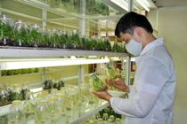 Bàn giải pháp tăng cường ứng dụng KH&CN vùng nông thôn miền núi và dân tộc thiểu số