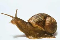 Ốc sên + măng tre chữa hen suyễn