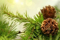 Cây thông trị ho, đau nhức cơ xương khớp