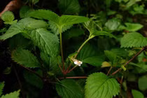 Thanh ngâm chữa tiểu tiện ra máu