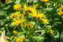 Thổ mộc hương chữa ho, đau bụng