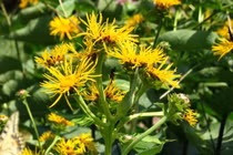 Thổ mộc hương chữa ho, đau bụng