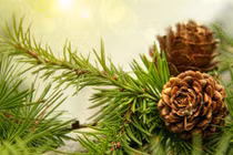 Cây thông trị ho, đau nhức cơ xương khớp