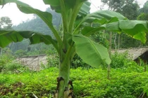 Thời điểm trồng chuối thu hoạch Tết