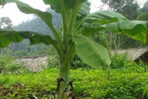 Thời điểm trồng chuối thu hoạch Tết