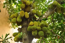 Mít dinh dưỡng và chữa bệnh