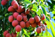 Quả vải hỗ trợ điều trị tiểu đường