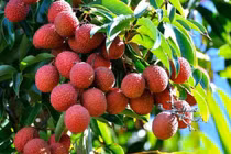 Quả vải hỗ trợ điều trị tiểu đường