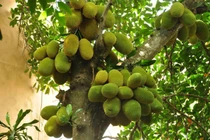 Mít dinh dưỡng và chữa bệnh