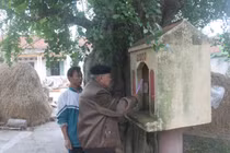 Những đồn thổi lạ về cây duối thời Lý