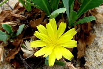 Nam sa sâm bổ mát phổi chữa ho khan lâu ngày