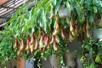 Cây nắp ấm diệt trừ muỗi, có thực sự hiệu quả?