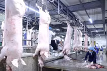 Một số công ty phá giá thịt lợn cam kết